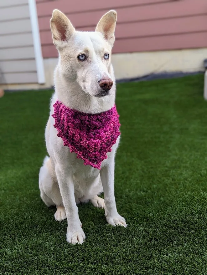 Pup bandana